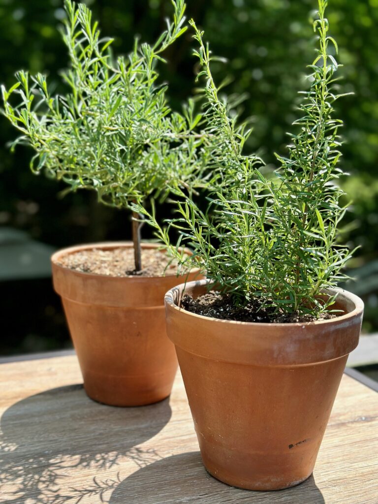 2 rosemary plants in clay pots in the sun.
