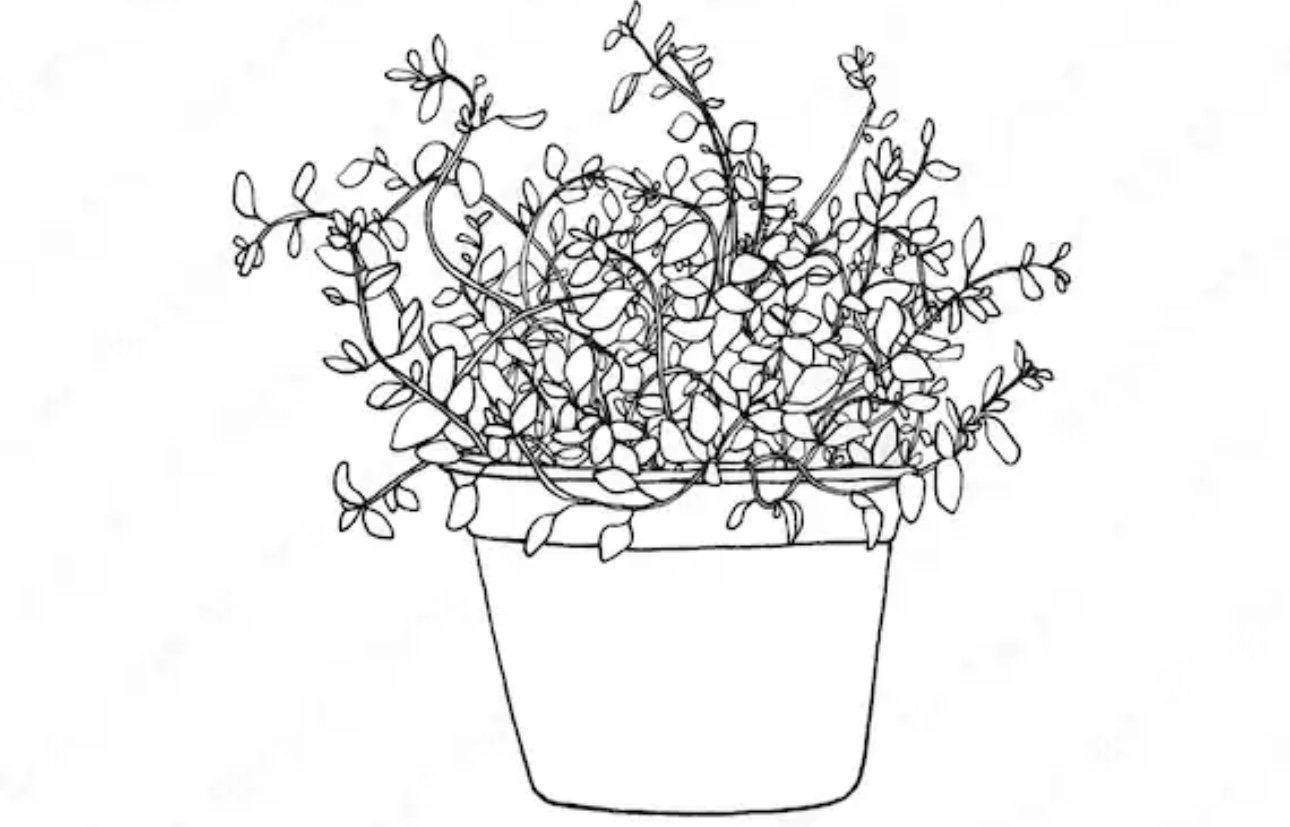 A character drawing of an herb plant.