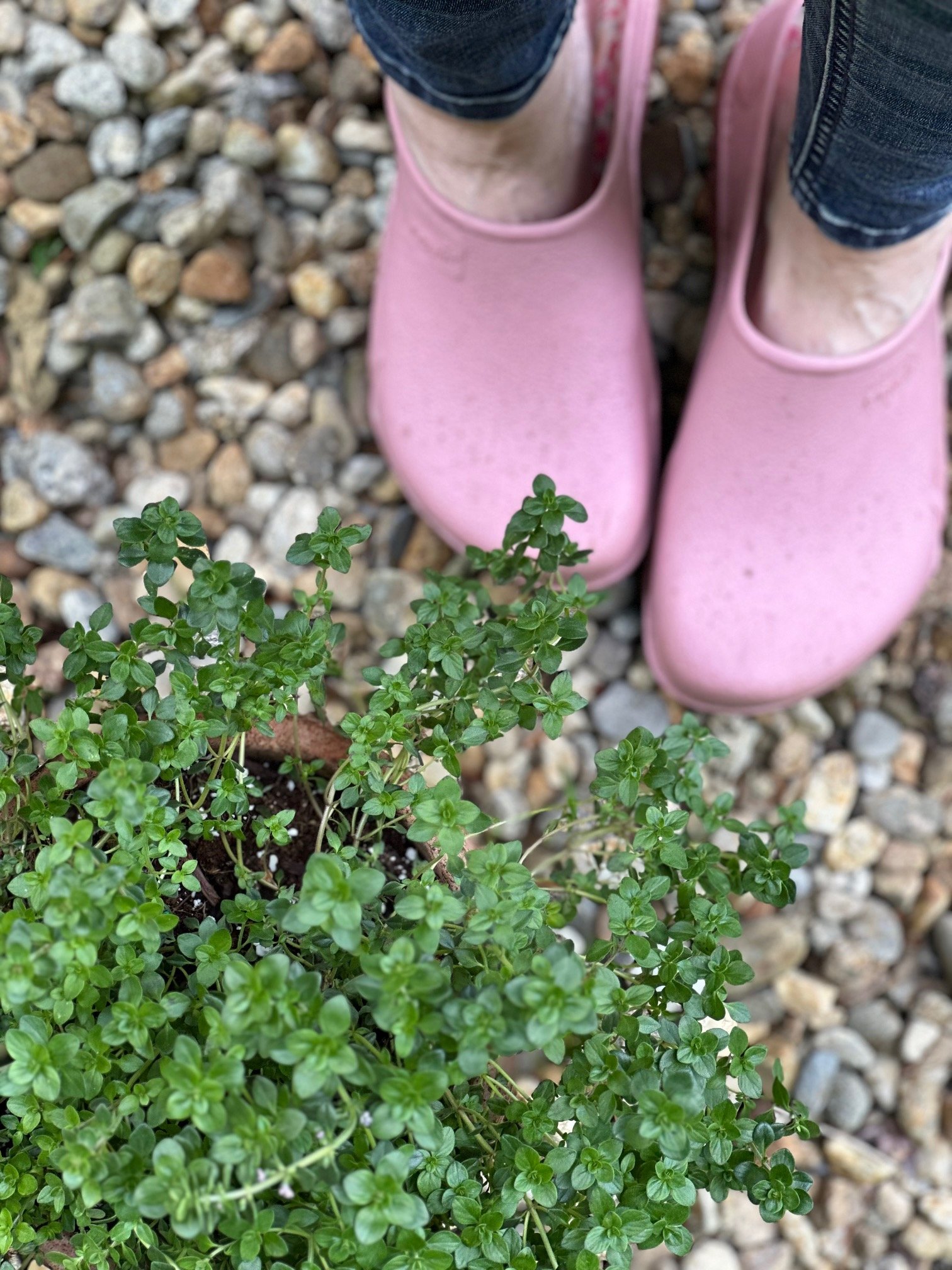 My gardening clogs with a thyme plant.