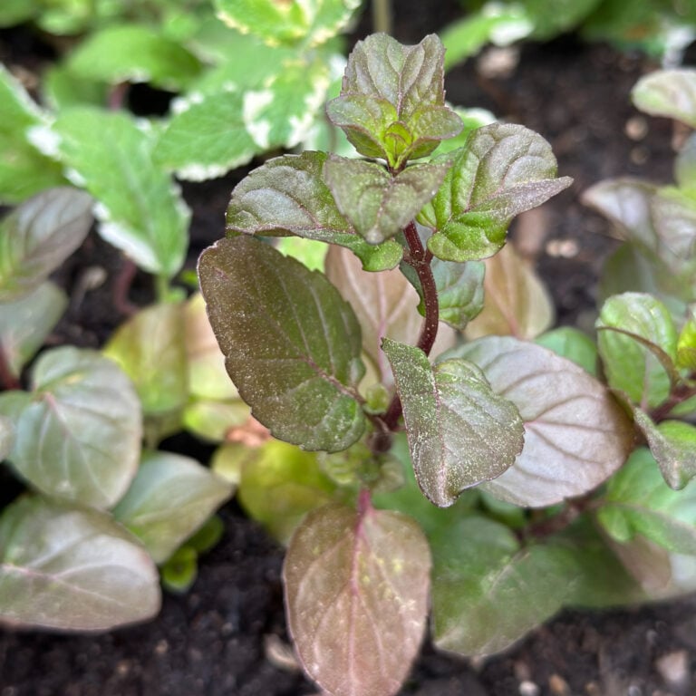 Orange Mint: The Citrus-Scented Herb Your Garden Needs