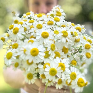 Me holding beautiful flowering chamomile at the camera.